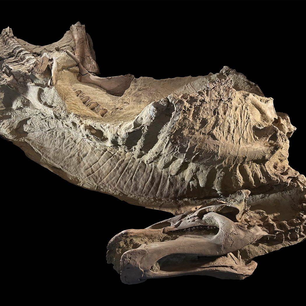 Rare dinosaur mummies help scientists recreate their prehistoric lives
